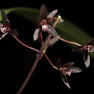 Cymbidium canaliculatum unspecified picture