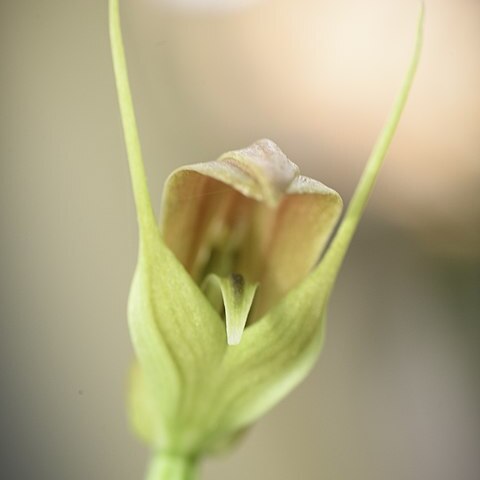 Pterostylis papuana unspecified picture