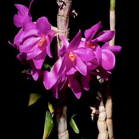 Dendrobium glomeratum unspecified picture