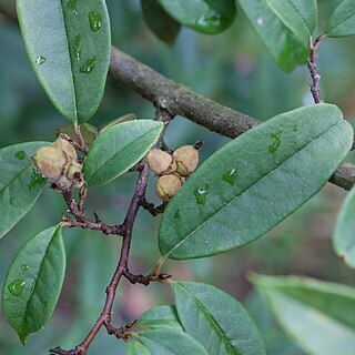 Sycopsis sinensis unspecified picture