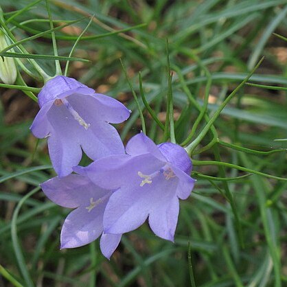 Campanula carnica subsp. puberula unspecified picture