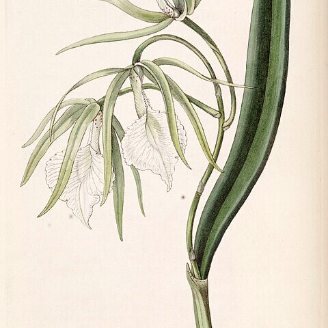 Brassavola venosa unspecified picture