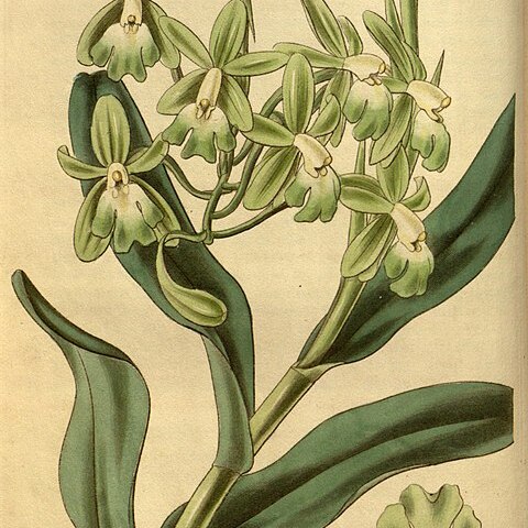 Epidendrum harrisoniae unspecified picture