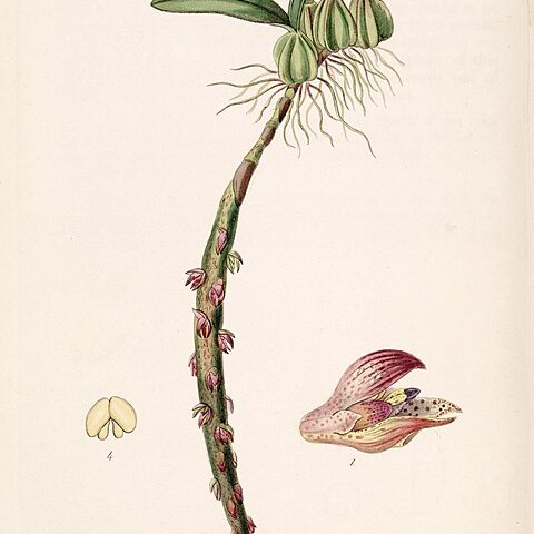 Bulbophyllum bracteolatum unspecified picture