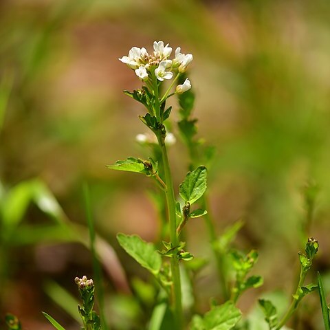 Cardamine micranthera unspecified picture