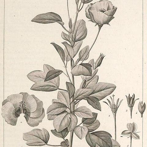 Cienfuegosia heterophylla unspecified picture