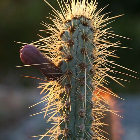 Pilosocereus glaucochrous unspecified picture