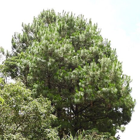 Pinus maximinoi unspecified picture