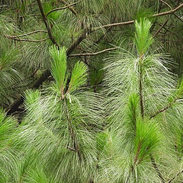 Pinus maximinoi unspecified picture