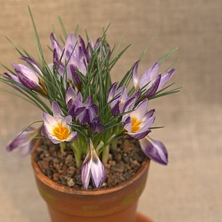 Crocus isauricus unspecified picture