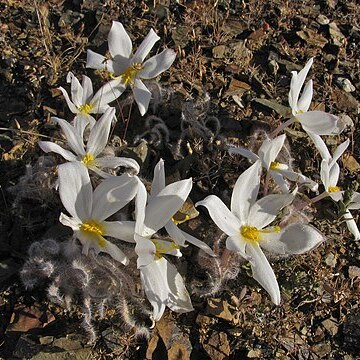 Gethyllis villosa unspecified picture