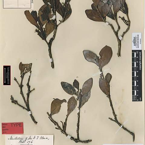 Trilepidea adamsii unspecified picture