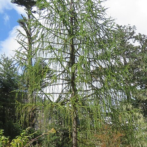 Larix griffithii unspecified picture