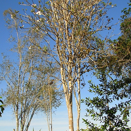 Tabebuia elliptica unspecified picture