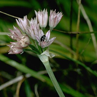 Allium hickmanii unspecified picture