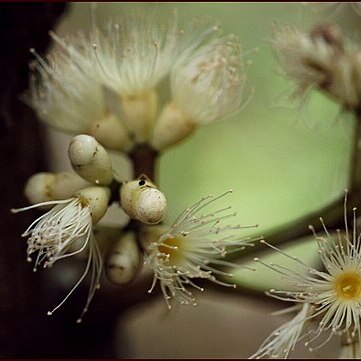 Syzygium branderhorstii unspecified picture