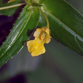 Impatiens dalzellii unspecified picture