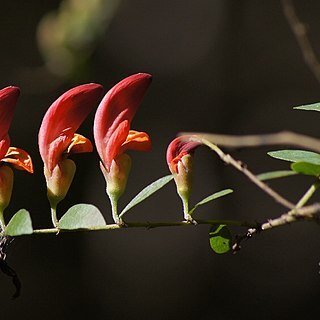 Bossiaea carinalis unspecified picture