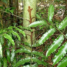 Lomariopsis marginata unspecified picture