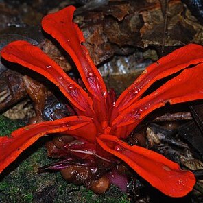 Etlingera megalocheilos unspecified picture