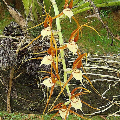 Brassia allenii unspecified picture