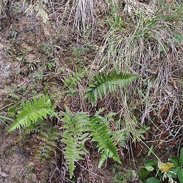 Polystichum wawranum unspecified picture