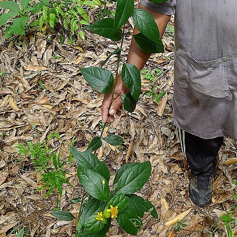 Tilesia baccata unspecified picture