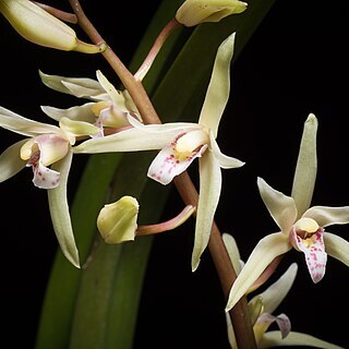 Cymbidium aliciae unspecified picture