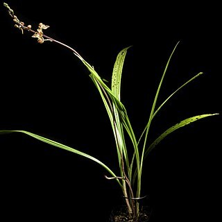 Plocoglottis mindorensis unspecified picture