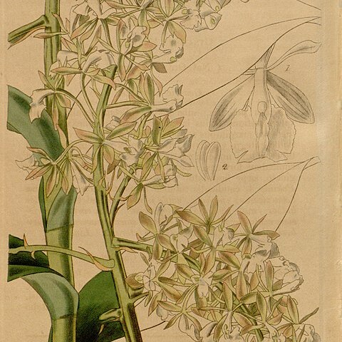 Epidendrum densiflorum unspecified picture