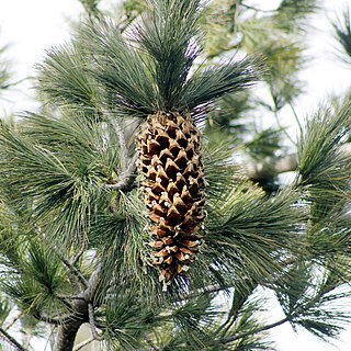 Pinus stylesii unspecified picture