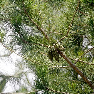 Pinus greggii unspecified picture