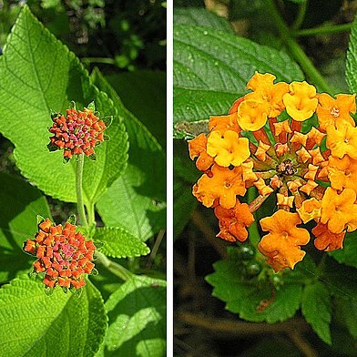 Lantana urticoides unspecified picture