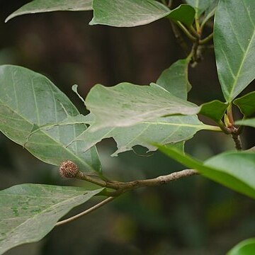 Neonauclea purpurea unspecified picture