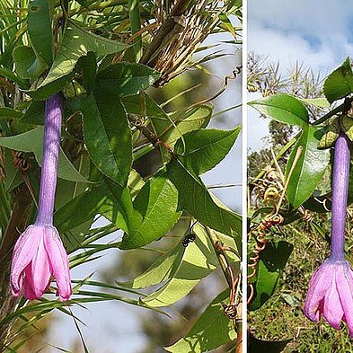 Passiflora roseorum unspecified picture