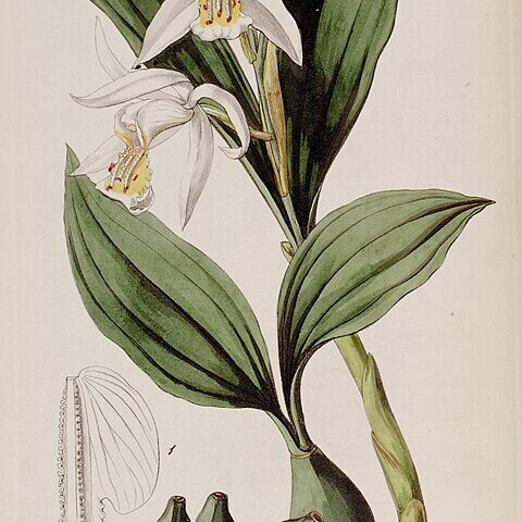 Coelogyne cumingii unspecified picture