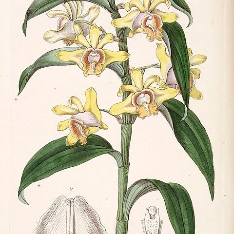 Dendrobium ruckeri unspecified picture