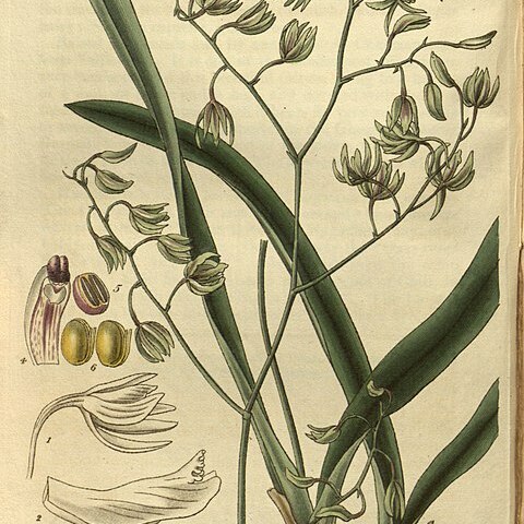 Encyclia viridiflora unspecified picture