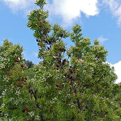 Leucadendron floridum unspecified picture