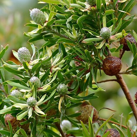 Leucadendron floridum unspecified picture