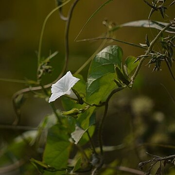 Ipomoea biflora unspecified picture