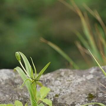 Iphigenia indica unspecified picture