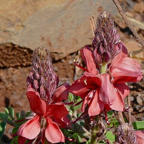 Indigofera sanguinea unspecified picture