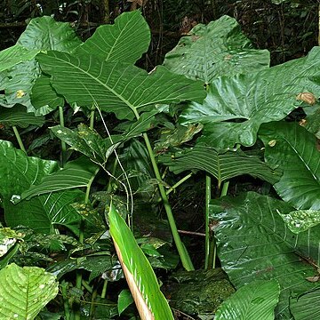 Alocasia sarawakensis unspecified picture