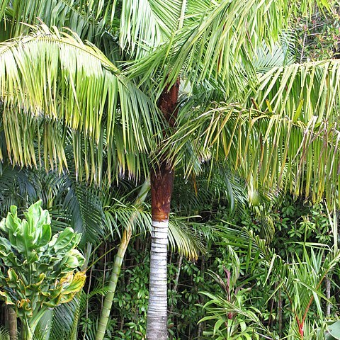 Dypsis leptocheilos unspecified picture