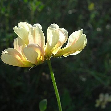 Acmispon grandiflorus unspecified picture