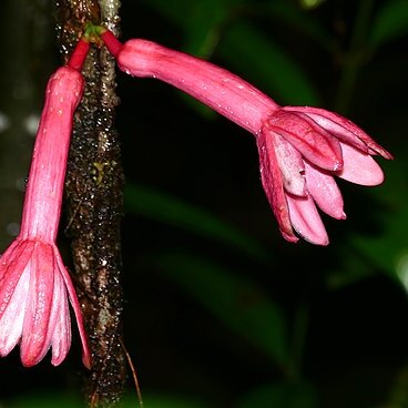 Passiflora amoena unspecified picture