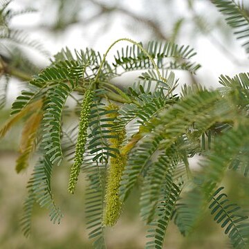 Prosopis unspecified picture