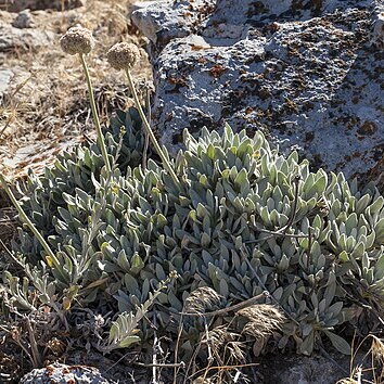 Eriogonum callistum unspecified picture