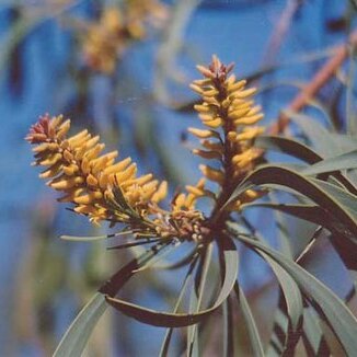 Persoonia falcata unspecified picture